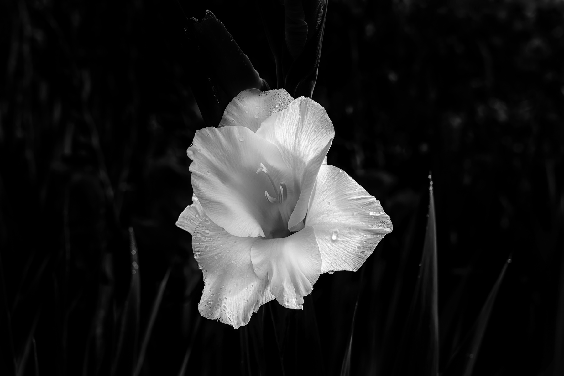 Light Black And White Flower In Dark Background